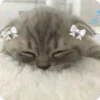 Video sticker 🌟 тгк: @ramm_alin...
