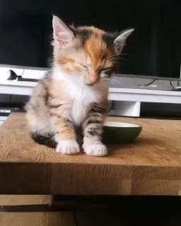 Video sticker 🐈 Больше стиков тут: @stikery4