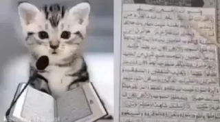 Video sticker 🐈 Больше стиков тут: @stikery4