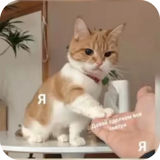 Telegram sticker 🐱 @zvorst :: @fStikBot