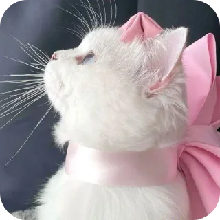 Sticker 🐱 प्यारी बिलिया 😻 @r_squared_rishabh