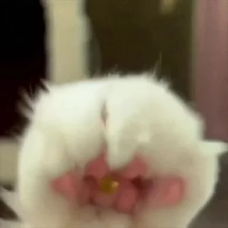 Video sticker 🥰 प्यारी बिलिया 😻 @r_squared_rishabh