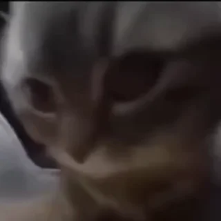 Video sticker ☺ funder dilarang pake