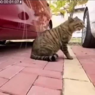 Video sticker 😠 funder dilarang pake