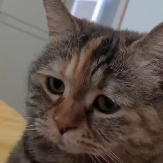 Video sticker 😰 funder dilarang pake