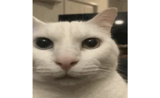 Sticker 🐱 ржомбик сквад 2.0 @rzhombiks