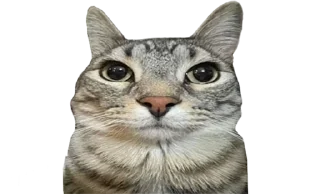 Telegram sticker 🐱 ржомбик сквад 2.0 @rzhombiks