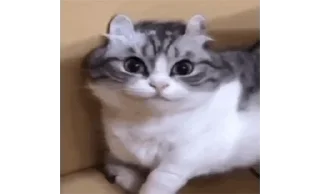 Video sticker 😸 ржомбик сквад 2.0 @rzhombiks