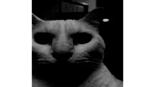 Video sticker 🐱 ржомбик сквад 2.0 @rzhombiks