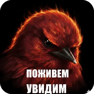 Telegram sticker 🐦 Птицки :: @Mark_Vailer :: @fStikBot