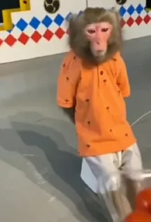 Video sticker 🐵 Kinder v3 @Uagliono