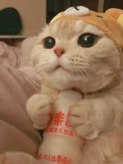 Telegram sticker 🐈 Kinder v3 @Uagliono