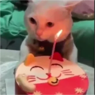 Sticker 🐈 Kinder v3 @Uagliono