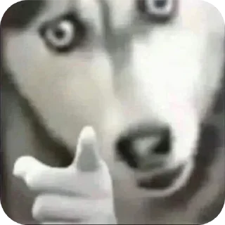 Video sticker 👍 Kiwly