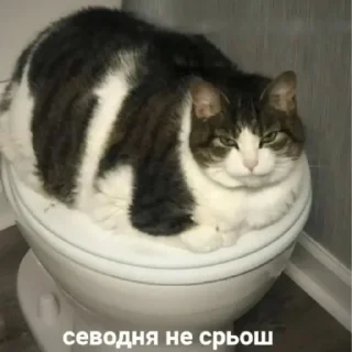 Telegram sticker 🍞 Стикер пак только для крутих 1#