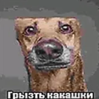 Video sticker 🐶 Стикер пак только для крутих 1#