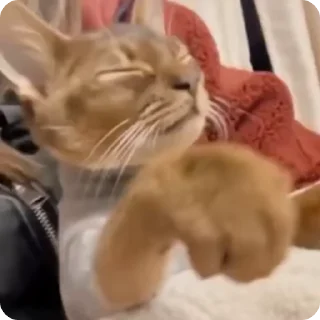Video sticker 🌟 {КІТІКІІ}[Тгк:: @Loris_hut ] ::