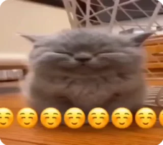 Video sticker 🌟 {КІТІКІІ}[Тгк:: @Loris_hut ] ::