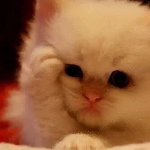 Telegram sticker 🍩 Umvmm😎