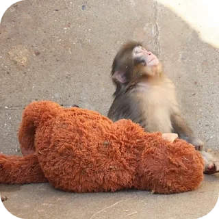 Sticker 🐶 Memento