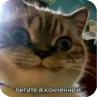 Video sticker 🐱 Больше стиков тут: @stikery4