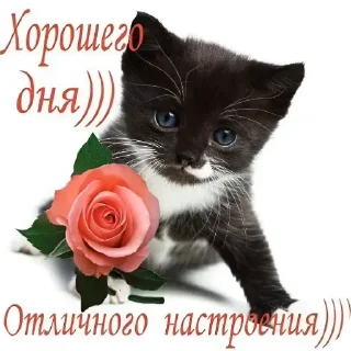 Sticker 🌞 Больше стиков тут: @stikery4