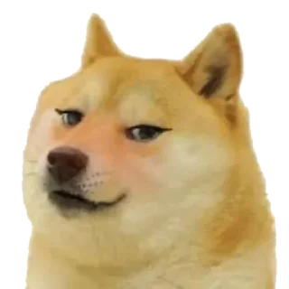 Telegram sticker 🐕 ᯓ ˹ @LAAA2 ˼  ˹ @SSVFF ˼ 🐕