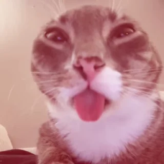 Video sticker 🌟 Больше стикеров тут: @stikery_emodzi_memy