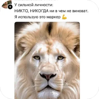 Video sticker 🫥 wpn’s cats