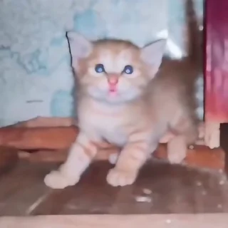 Video sticker 🐈 ‌    tıny @fear4lde 's neko