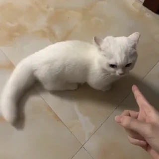 Video sticker 🐈 ‌    tıny @fear4lde 's neko