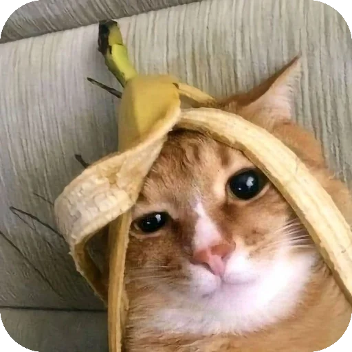 Telegram sticker 🥺 Мемямяммямы вассика
