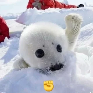 Video sticker 🦭 @beluga282 @bbshddf