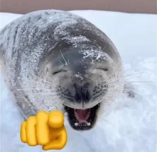 Video sticker 🦭 @beluga282 @bbshddf