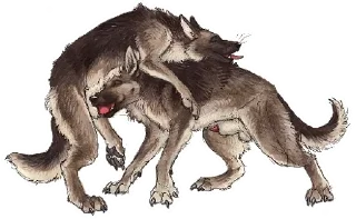 Video sticker 😍 Feral yiff — @stckrRobot