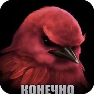 Video sticker 🐦 Серьëзные птицы