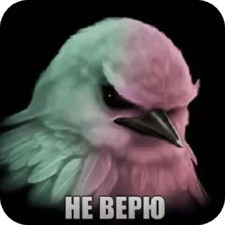 Telegram sticker 🐦 Серьëзные птицы