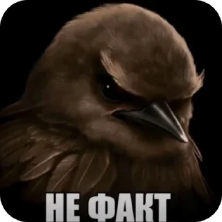 Telegram sticker 🐦 Серьëзные птицы