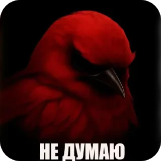 Telegram sticker 🖼 Серьëзные птицы