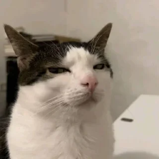 Телеграм стикер 😒 Capitão Calanguinho