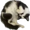 Video sticker 🤩 мия ракит�...