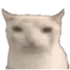 Video sticker 🐱 @DifferentEmoji