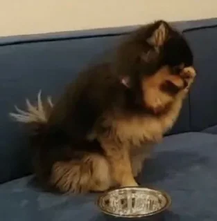 Video sticker 🤦‍♂ MOOD DOGS | @HOLYPULPFICTION