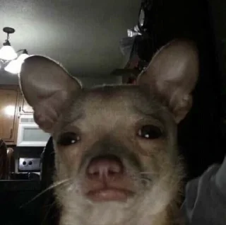 Video sticker ☹️ MOOD DOGS | @HOLYPULPFICTION