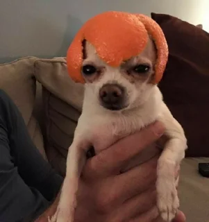 Telegram sticker 😐 MOOD DOGS | @HOLYPULPFICTION