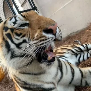 Video sticker 🥱 @ranufl ♡͙ꦿ┈━┈━┈  ⁽🐾⁾˟◦۪۪̥:: @fStikBot11¹