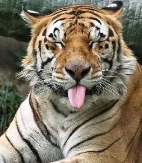 Telegram sticker 😝 @ranufl ♡͙ꦿ┈━┈━┈  ⁽🐾⁾˟◦۪۪̥:: @fStikBot11¹