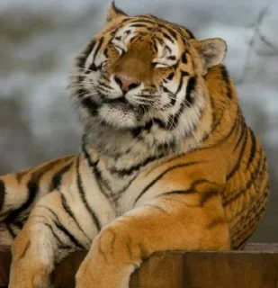 Telegram sticker ☺️ @ranufl ♡͙ꦿ┈━┈━┈  ⁽🐾⁾˟◦۪۪̥:: @fStikBot11¹