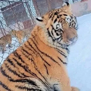 Video sticker 🐯 @ranufl ♡͙ꦿ┈━┈━┈  ⁽🐾⁾˟◦۪۪̥:: @fStikBot11¹