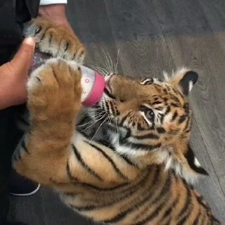 Video sticker 🍼 @ranufl ♡͙ꦿ┈━┈━┈  ⁽🐾⁾˟◦۪۪̥:: @fStikBot11¹